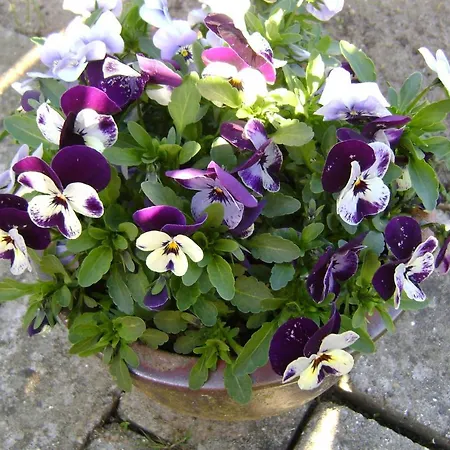 Couette-café Woody Jelling