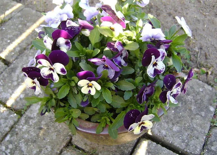 Couette-café Woody Jelling